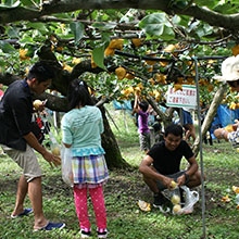 Fruit picking (pears/grapes)