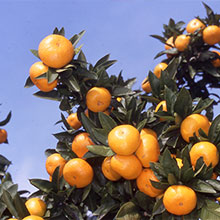 Fruit picking (mikan)