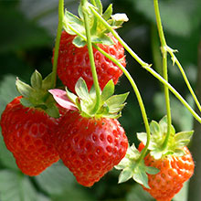 Strawberries