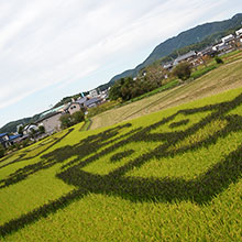 Rice paddy art